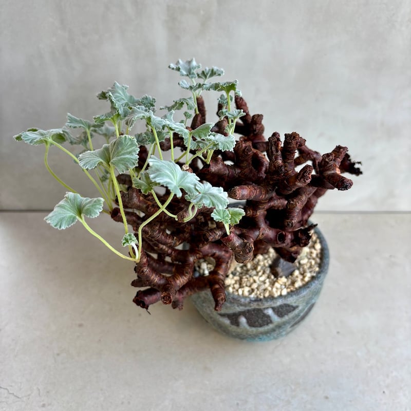 ペラルゴニウム・ミラビレ【浅見五郎助作品鉢】(24dec14.e24-11