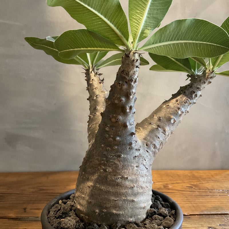 パキポディウム　マカイエンセ　扁平　現地株　発根済　送料込み　鉢付き パキポディウム マカイエンセ 扁平 現地株 発根済 送料込み 鉢