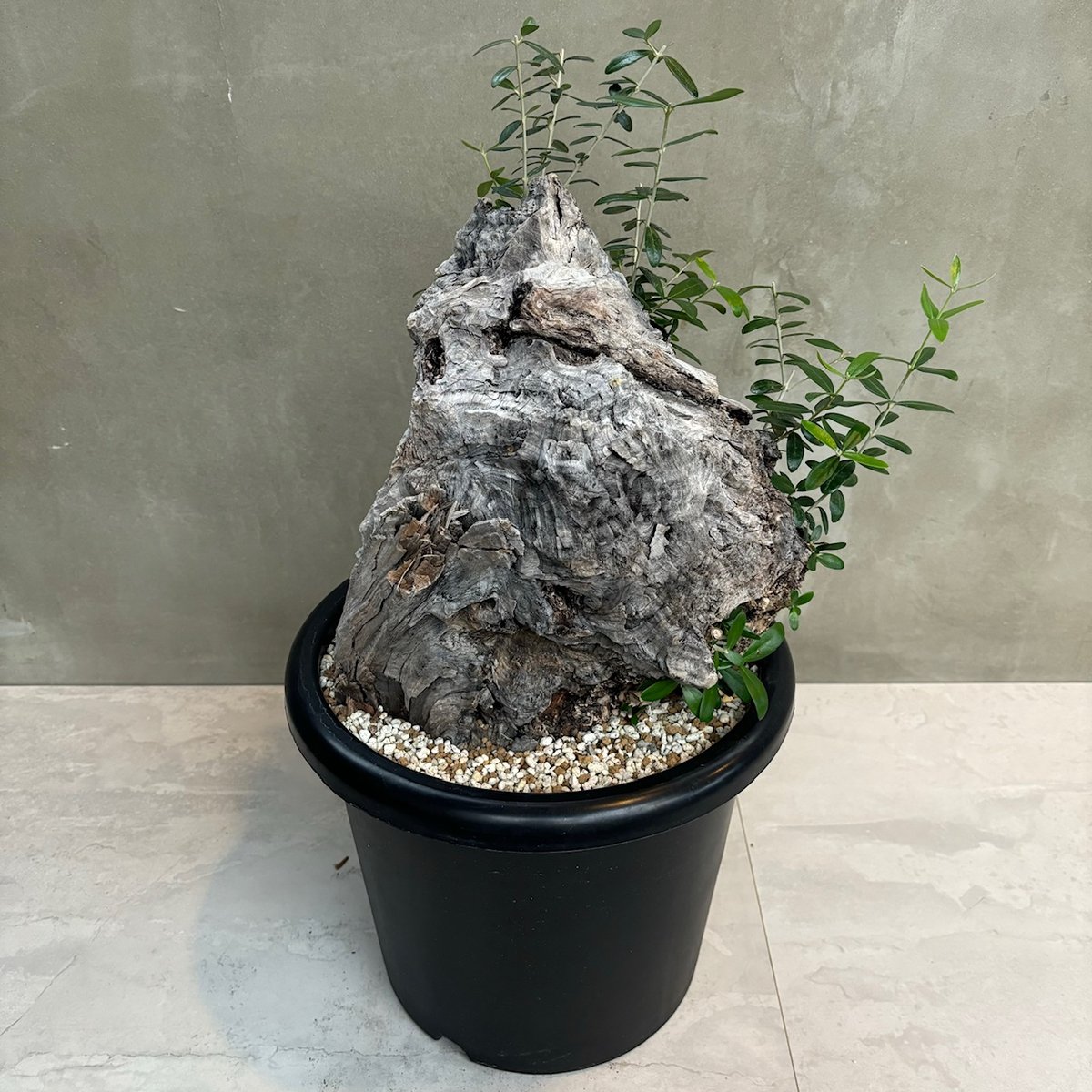 Old olive（24jun4.v3-7） | GOOD DAYS