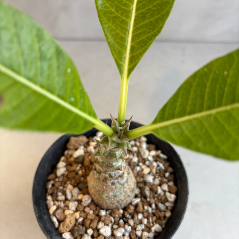 パキポディウム・ウィンゾリー 【実生】(24nov27.h11-13) | GOOD DAYS