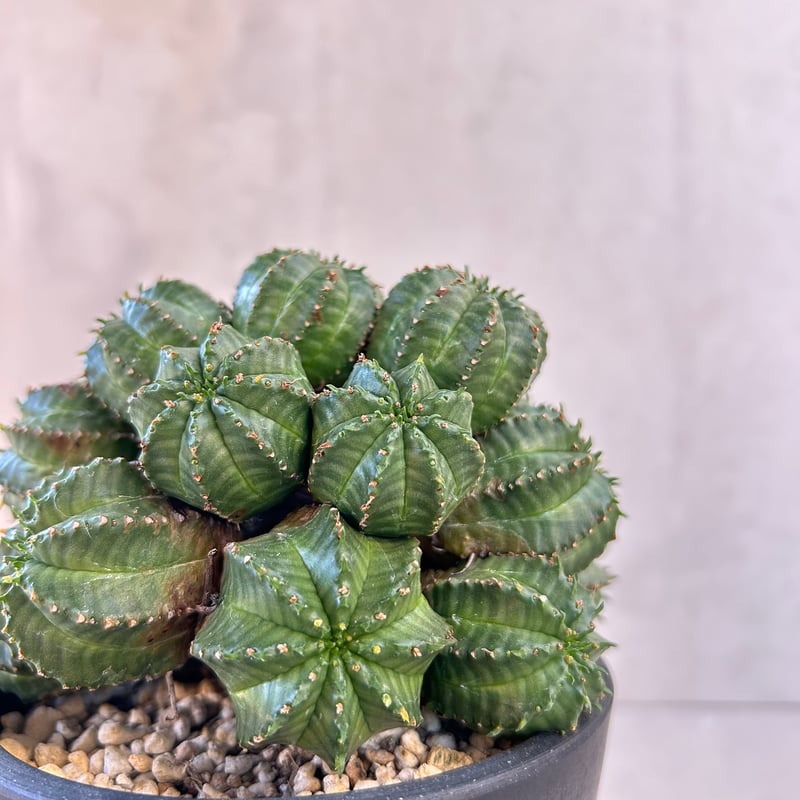 EMP ユーフォルビア バリダ オールド株 / 群生Yu65 ユーフォルビア