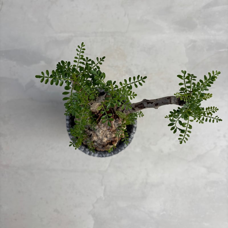 オペルクリカリア パキプス 鉢（SRL）ごと オペルクリカリア パキプス 鉢（SRL）ごと