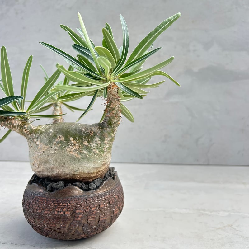 パキポディウム・グラキリス【笠間焼 川澄 智一 作家鉢】（24may9.n4