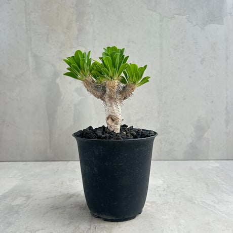 yasuo noto パキポーズ グラキリス yasuo noto パキポーズ グラキリス