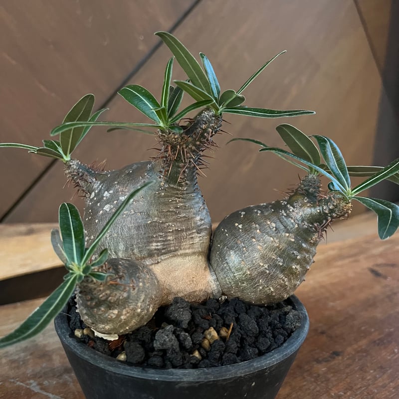 パキポディウムグラキリス手乗りサイズ特殊型の二頭安心の発根済み鉢の