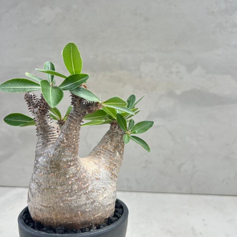 パキポディウム・マカイエンセ(25jul15v06-1) | GOOD DAYS