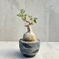 キフォステンマ・ベティフォルメ ナロ―リーフ【浅見 五郎助 作家鉢