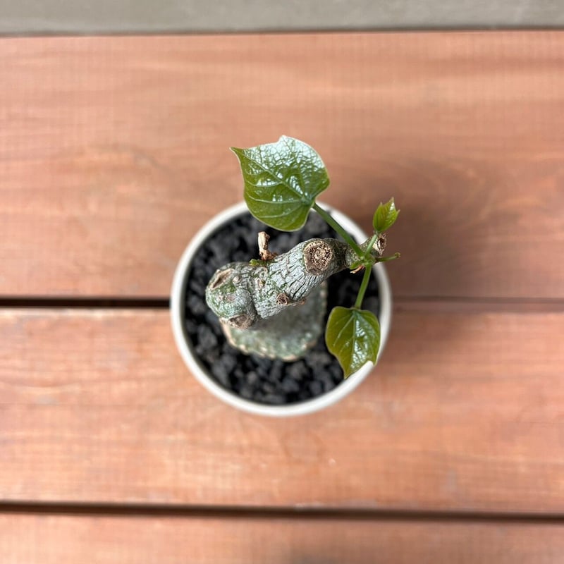 アデニア クリスタルグリーン【GOODDAYS/white鉢セット】23may19.n2-3