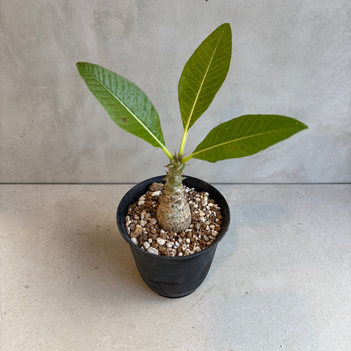 パキポディウム・ウィンゾリー 【実生】(24nov27.h11-13) | GOOD DAYS