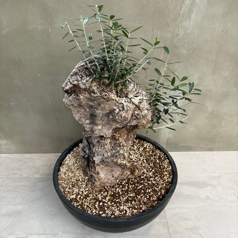 Old olive（24jun4.v3-11） | GOOD DAYS