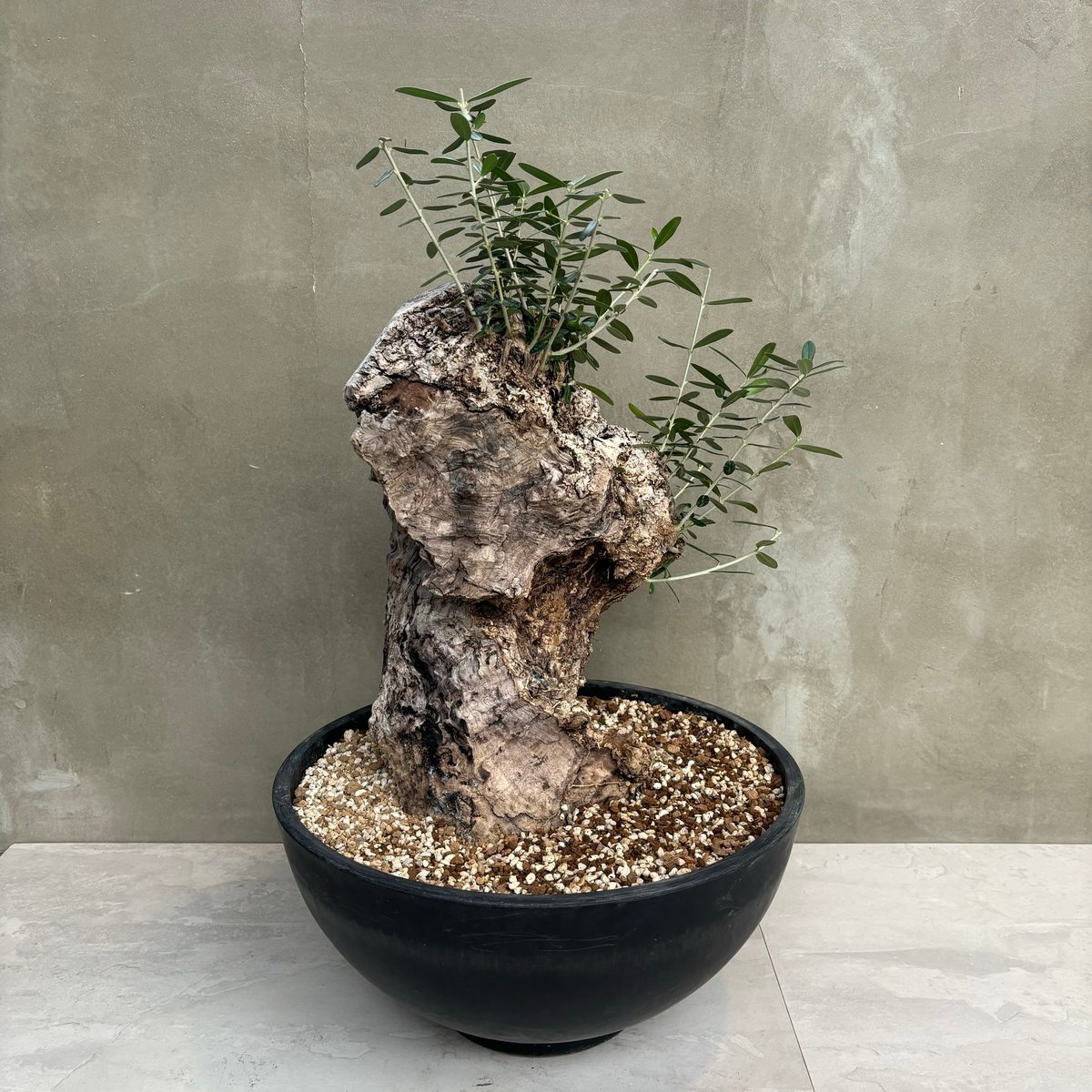 オールドオリーブ 120年 Old Olive オールドオリーブ – TaiShoDo