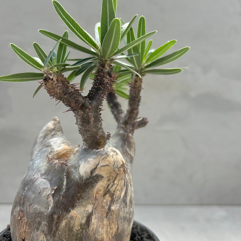 パキポディウム・グラキリス(24dec24.v01-48) | GOOD DAYS