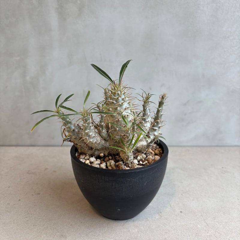 パキポディウム・グラキリス【実生】 (24nov27.h06-18) | GOOD DAYS