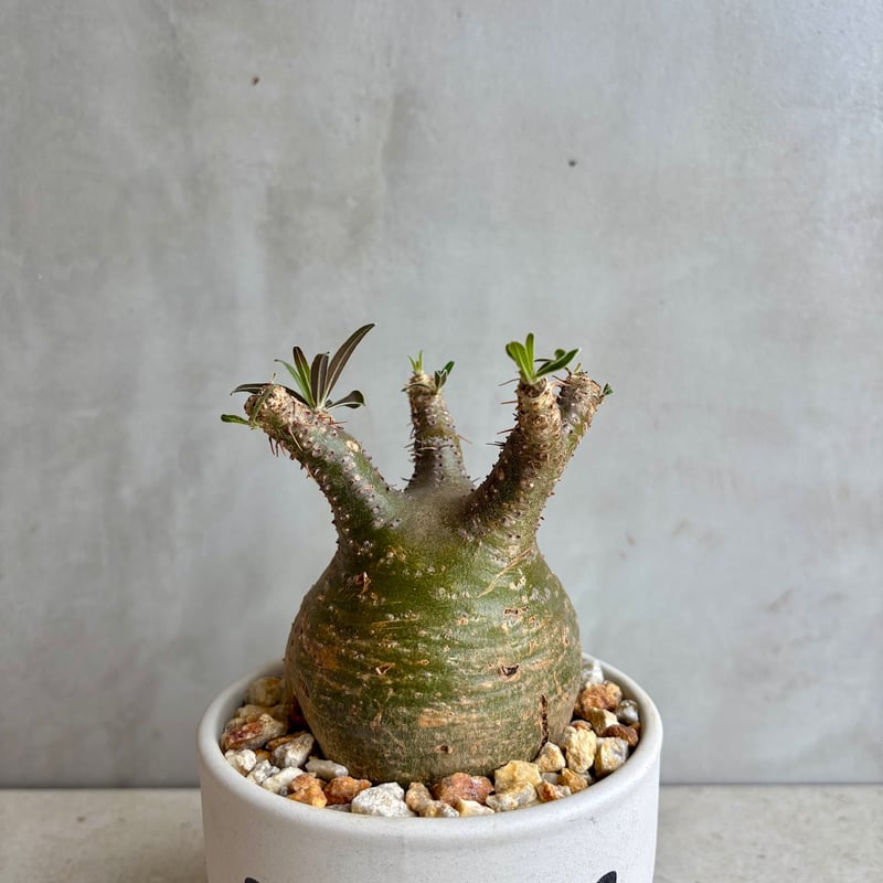 パキポディウム・グラキリス【GOODDAYS鉢 white】(24dec24.v01-6) |