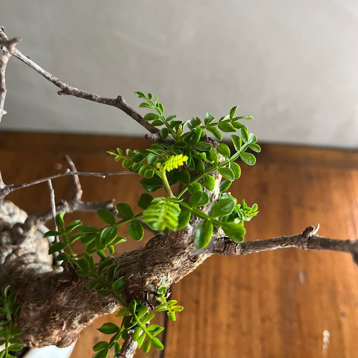 オペルクリカリア・パキプス【GOODDAYS/white鉢セット】 | GOOD DAYS