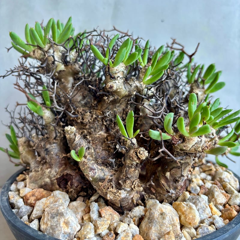 チレコドン・レティキュラーツス / 万物想【24dec14.e22-6】 | GOOD DAYS