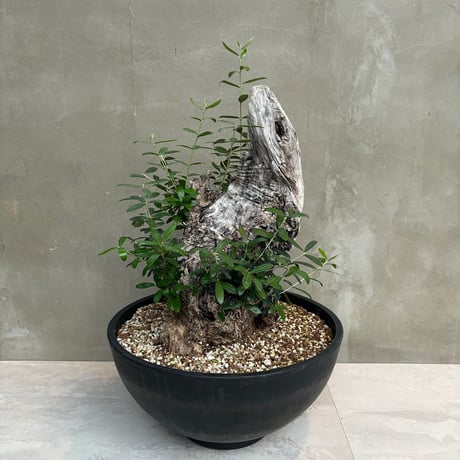 Old olive（24jun4.v3-8）