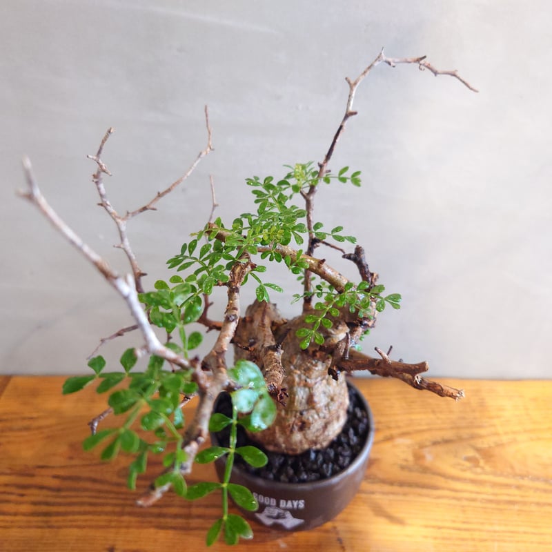 operculicarya pachypus オペルクリカリア・パキプス 【GOODDAYS/