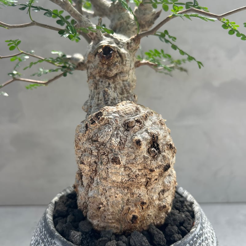 オペルクリカリア・パキプス【浅見 五郎助 作家鉢】(24dec24.v14-16