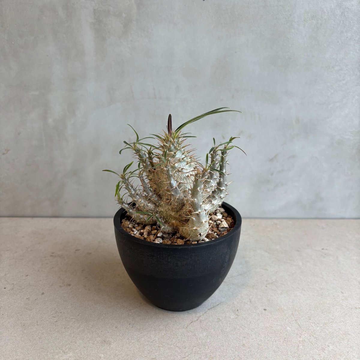 パキポディウム・グラキリス【実生】 (24nov27.h06-18) | GOOD DAYS