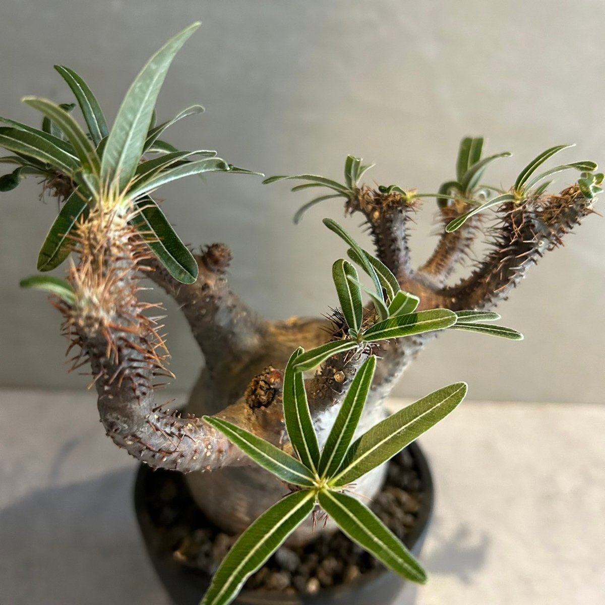 パキポディウム　グラキリス パキポディウム・グラキリス | 多肉植物・特別な鉢の販売 | トーキー