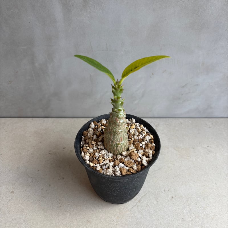 パキポディウム・ウィンゾリー 【実生】(24nov27.h11-3) | GOOD DAYS