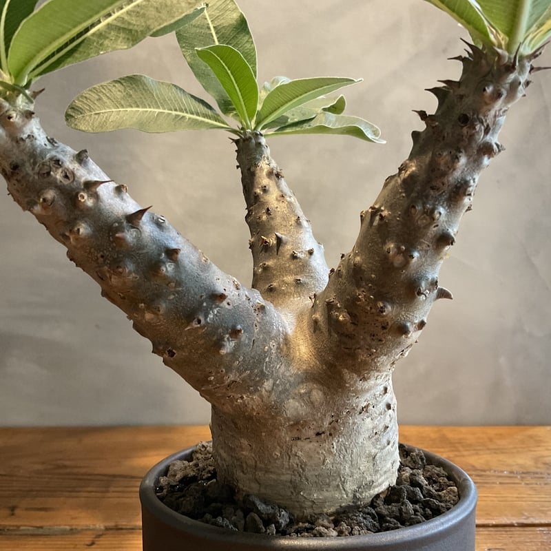 pachypodium makayense パキポディウム・マカイエンセ【GOODDAYS pachypodium makayense パキポディウム・マカイエンセ【GOODDAYS