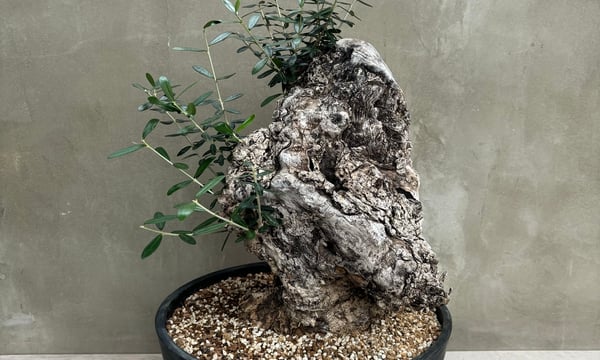 イボアコウ 盆栽 塊根 slide_file.jpg