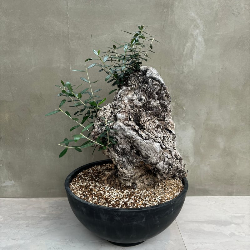 Old olive（24jun4.v3-11） | GOOD DAYS