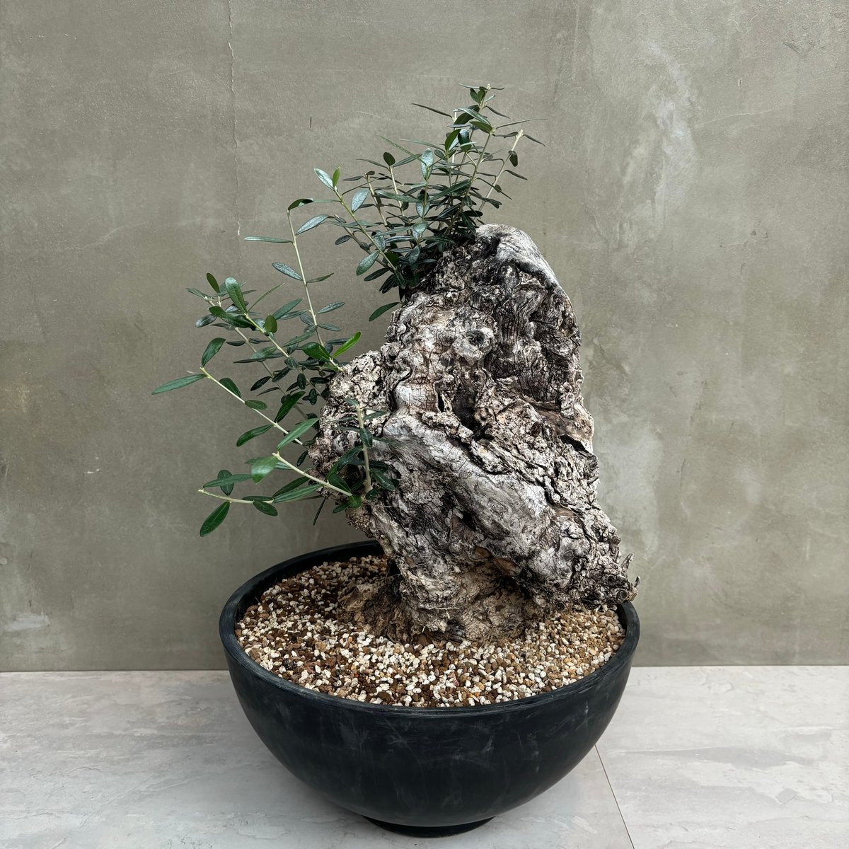 オリーブ 古木 old olive　盆栽 Old Olive 古木オリーブ［No.06］× 根本峻吾 作品【 S.N POT