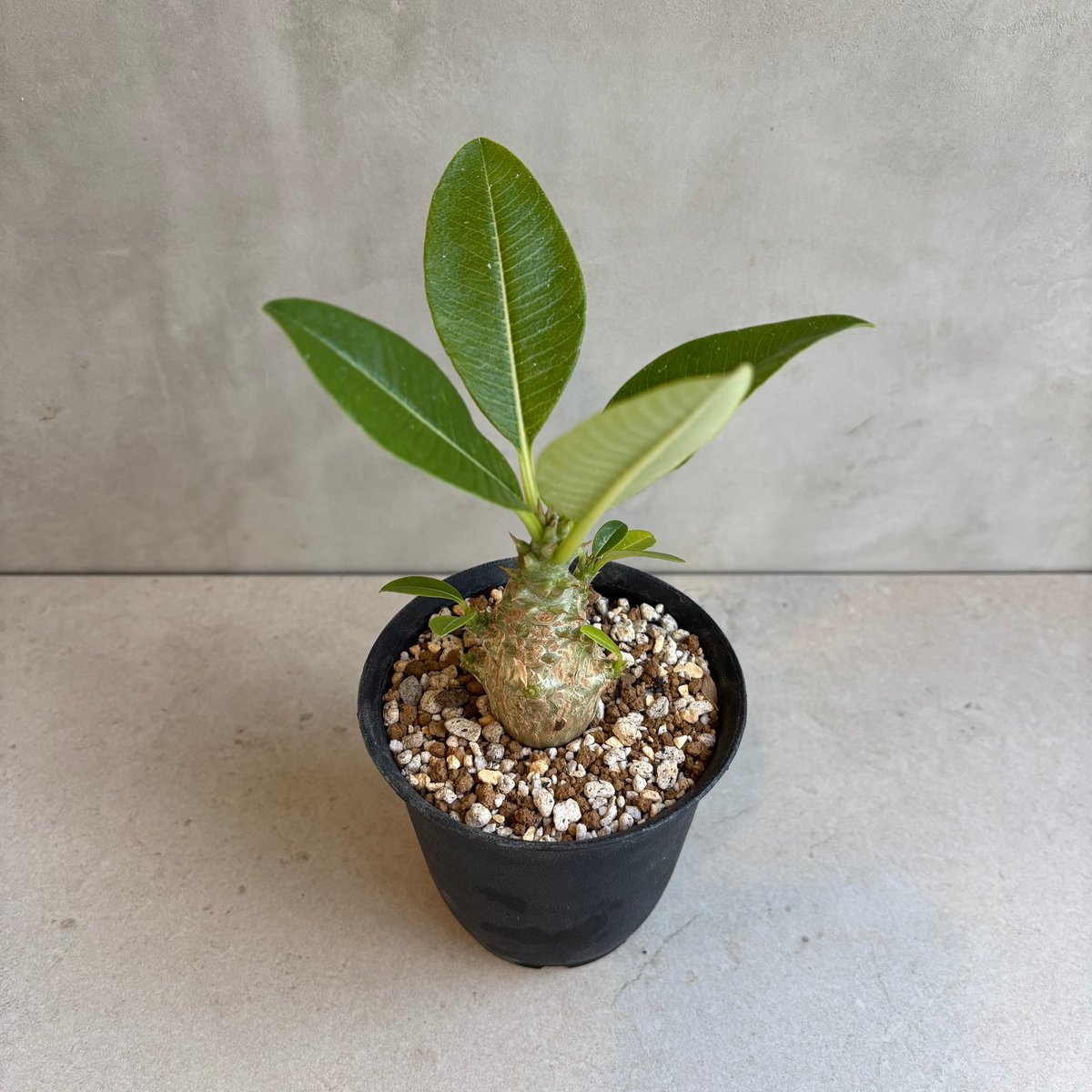 パキポディウム・ウィンゾリー 【実生】(24nov27.h11-8) | GOOD DAYS