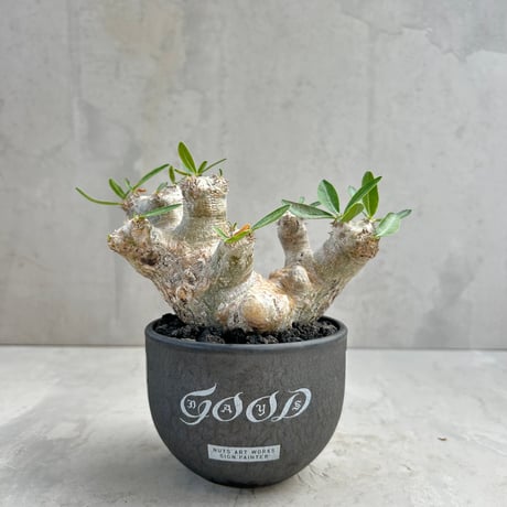 パキポディウムグラキリス | STORES