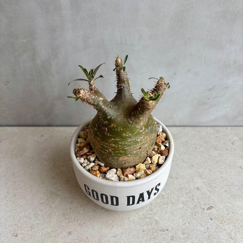 パキポディウム グラキリス【作家鉢付き】 パキポディウム・グラキリス