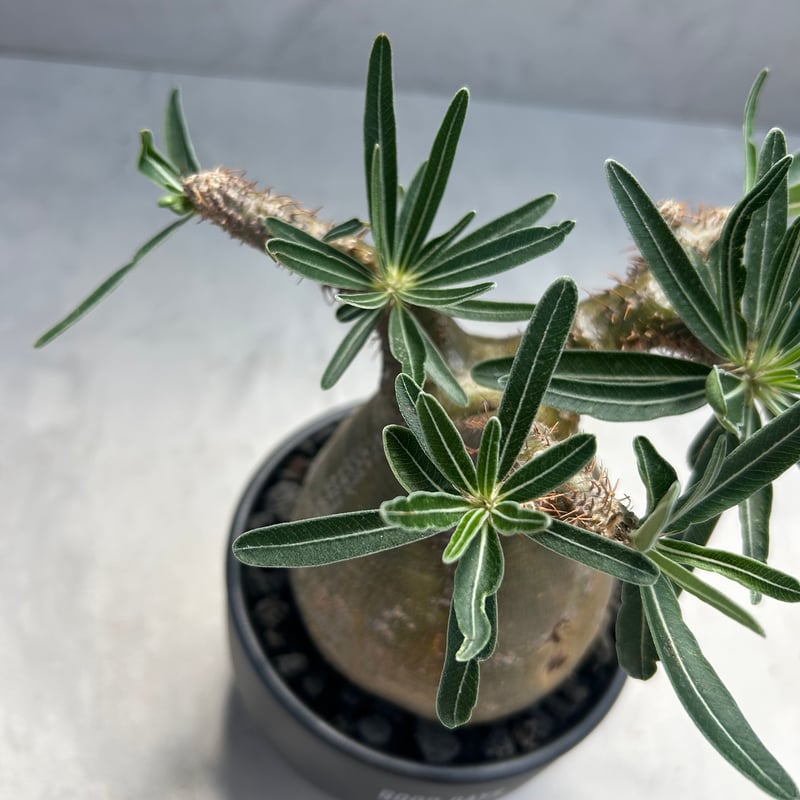 最終値下げ特価❗本日まで❗早いもの勝ち❗パキポディウム　グラキリス現地球　大株 パキポディウム・グラキリス(24dec24.v01-57) | GOOD DAYS