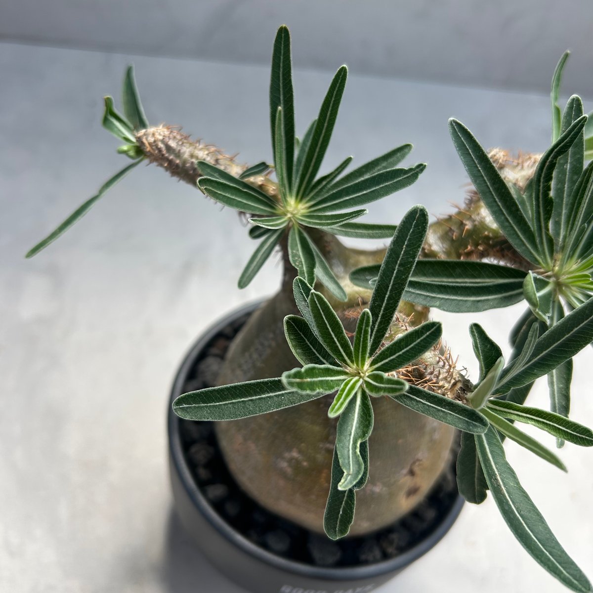 24.パキポディウム グラキリス パキポディウム グラキリス-PG241 | Supervoid Caudex