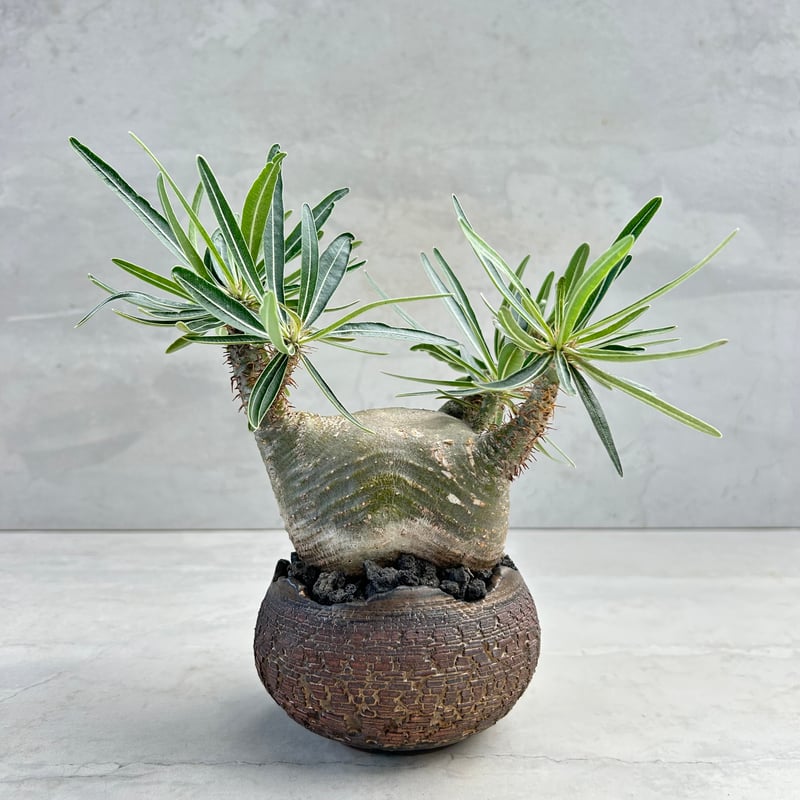 パキポディウム・グラキリス【笠間焼 川澄 智一 作家鉢】（24may9.n4