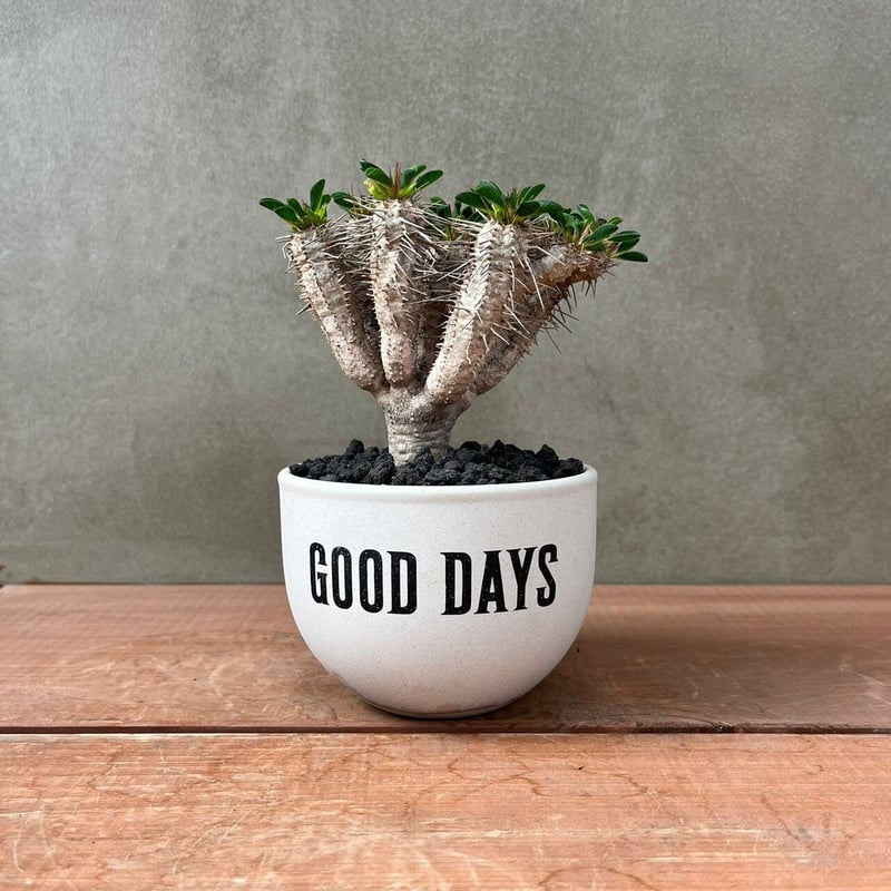 【最終値下げ】ユーフォルビア　ギラウミニアナ5株セット ユーフォルビア ギラウミニアナ | GREEN LUCK