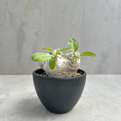 パキポディウムグラキリス | STORES