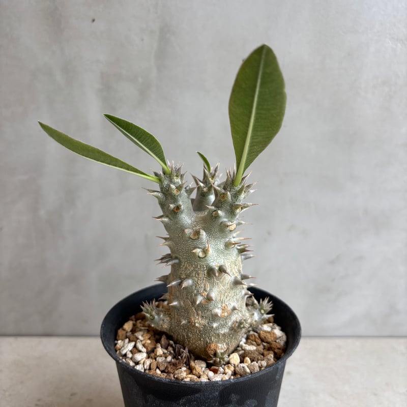 パキポディウム・ホロンベンセ 【実生】(24nov27.h08-16) | GOOD DAYS