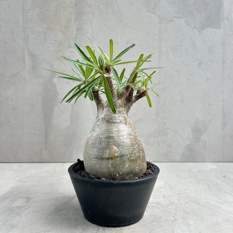 CATEGORY コーデックス | GOOD DAYS