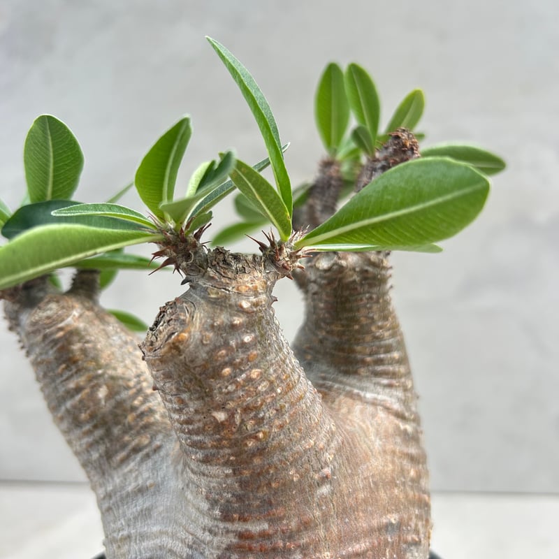 パキポディウム・マカイエンセ(25jul15v06-1) | GOOD DAYS