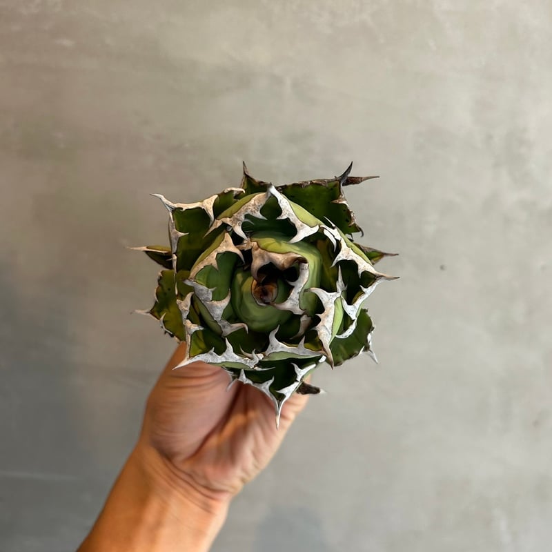 ベアルート アガベ チタノタ ドワーフ / 姫厳竜【台湾 dragon agave産