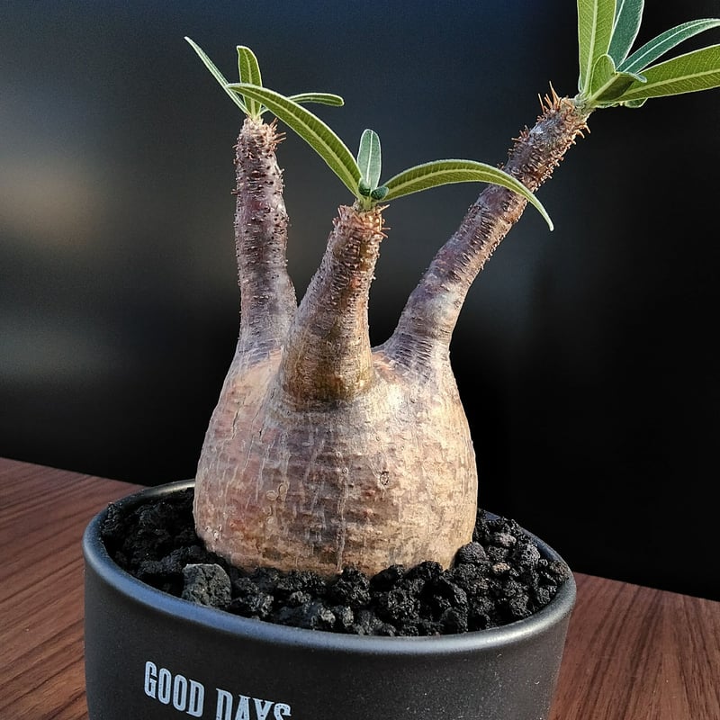 3】サボテン 高さ約10cm 黒色鉢 ギフトに]アエオニウム：黒法師