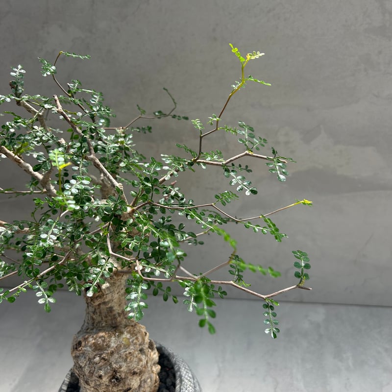 オペルクリカリア・パキプス【浅見 五郎助 作家鉢】(24dec24.v14-16