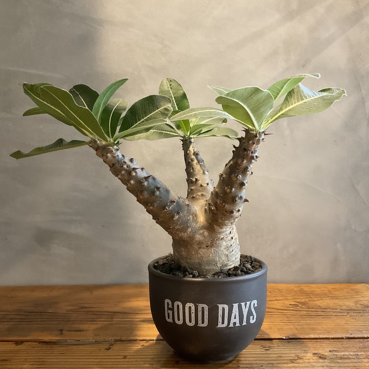 マカイエンセ塊根植物 黒鉢 マカイエンセ塊根植物 黒鉢