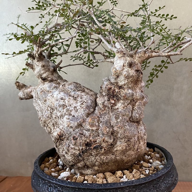 オペルクリカリア・パキプス 05 × 小野瀬一 作品 植木鉢 | GOOD DAYS