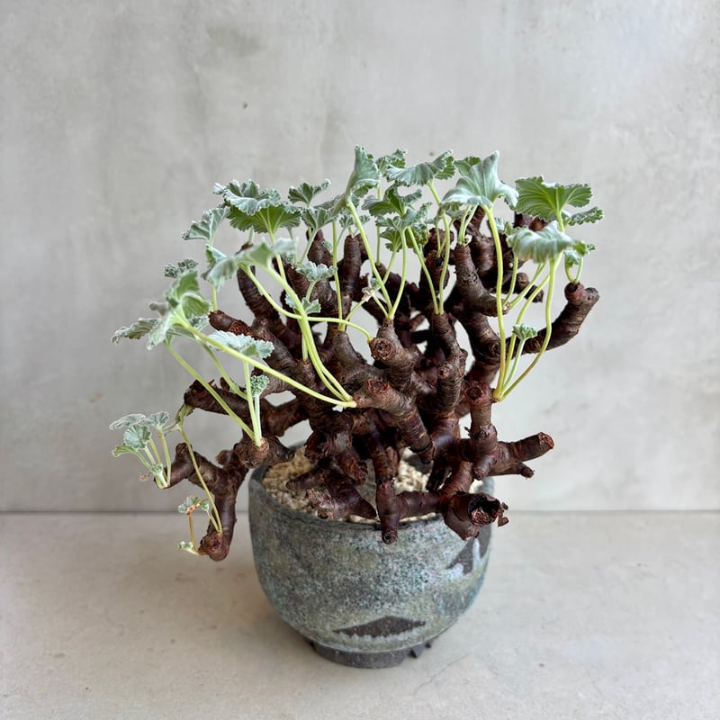 ペラルゴニウム・ミラビレ【浅見五郎助作品鉢】(24dec14.e24-11