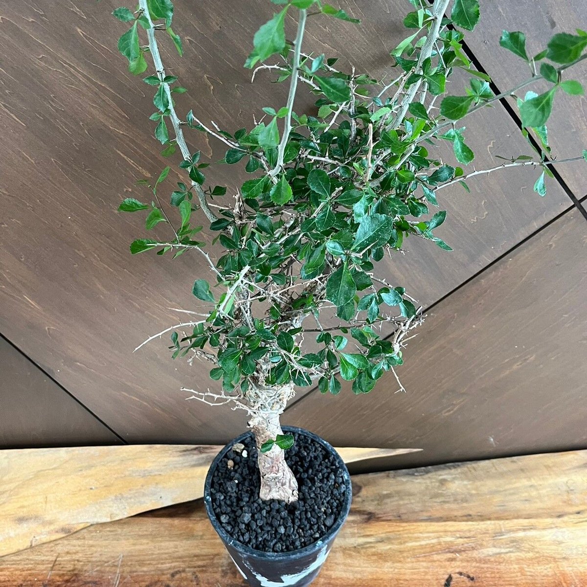 コミフォラ シンプリキフォリア23may19.n5-7 | GOOD DAYS 