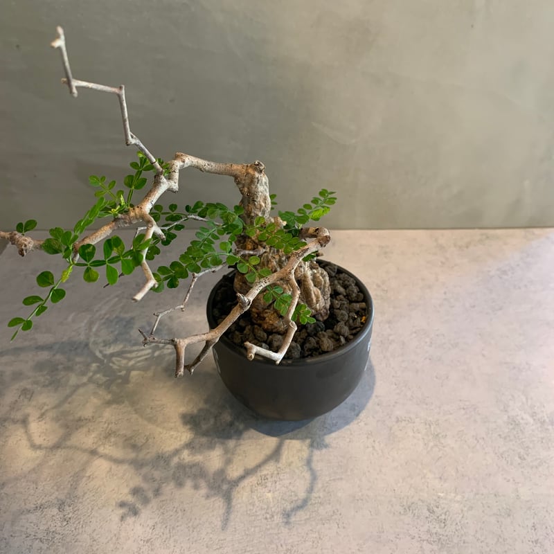 オペルクリカリア・パキプス GOOD DAYS/black鉢セット【23oct22.n1-2