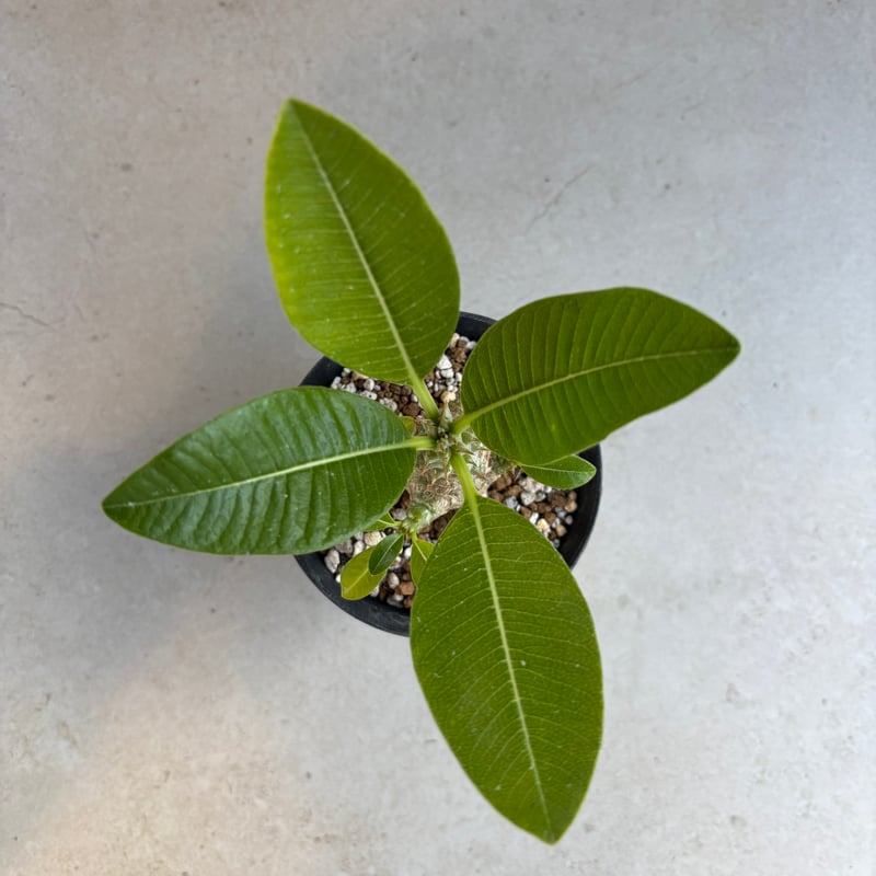 パキポディウム・ウィンゾリー 【実生】(24nov27.h11-8) | GOOD DAYS